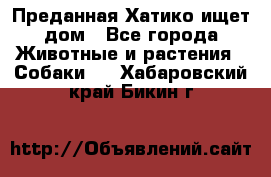 Преданная Хатико ищет дом - Все города Животные и растения » Собаки   . Хабаровский край,Бикин г.